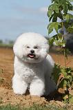 BICHON FRISE 010